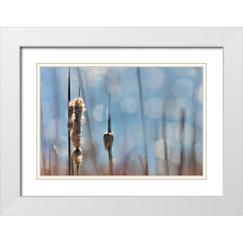 Light Dance on Cattails II White Modern Wood Framed Art Print with Double Matting by Robertson, Leda