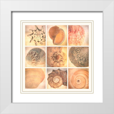 Coral Seashells White Modern Wood Framed Art Print with Double Matting by Malek, Honey