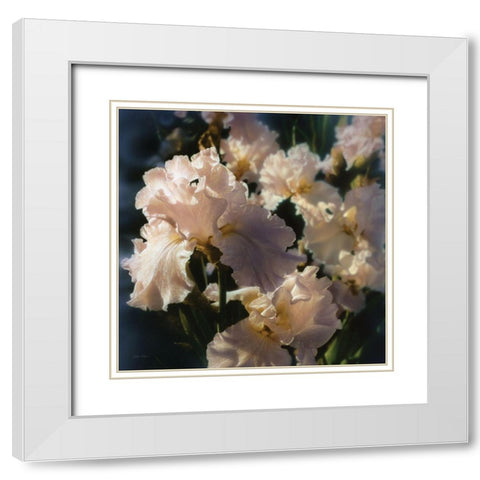 Bearded Iris White Modern Wood Framed Art Print with Double Matting by Bogle, Collin
