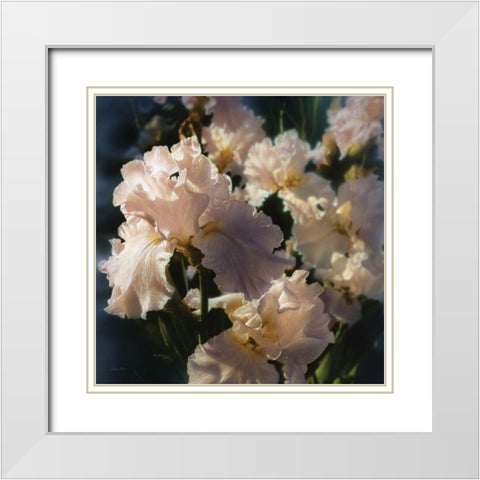 Bearded Iris White Modern Wood Framed Art Print with Double Matting by Bogle, Collin