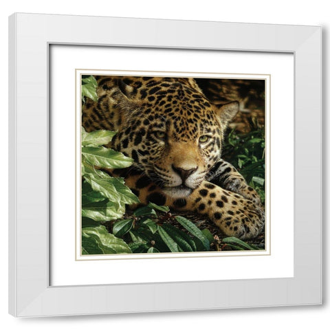 Jaguar - At Rest White Modern Wood Framed Art Print with Double Matting by Bogle, Collin
