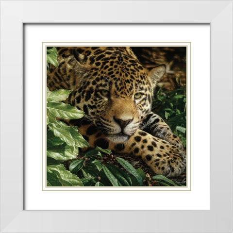 Jaguar - At Rest White Modern Wood Framed Art Print with Double Matting by Bogle, Collin