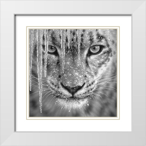 Snow Leopard - Blue Ice - BandW White Modern Wood Framed Art Print with Double Matting by Bogle, Collin