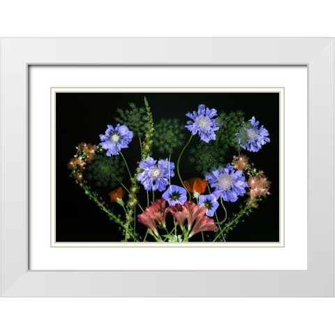 Botanical XI White Modern Wood Framed Art Print with Double Matting by Frates, Dennis