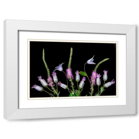 Botanical X White Modern Wood Framed Art Print with Double Matting by Frates, Dennis
