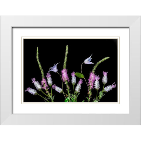 Botanical X White Modern Wood Framed Art Print with Double Matting by Frates, Dennis