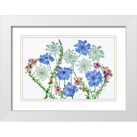 Botanical VII White Modern Wood Framed Art Print with Double Matting by Frates, Dennis