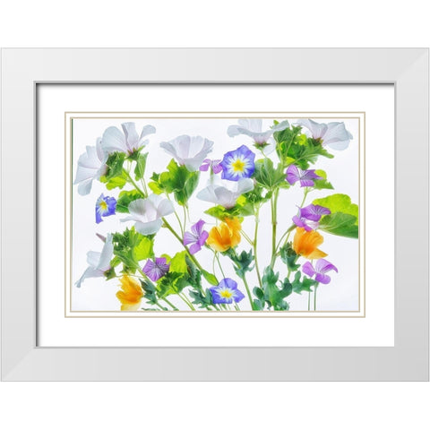 Botanical VI White Modern Wood Framed Art Print with Double Matting by Frates, Dennis