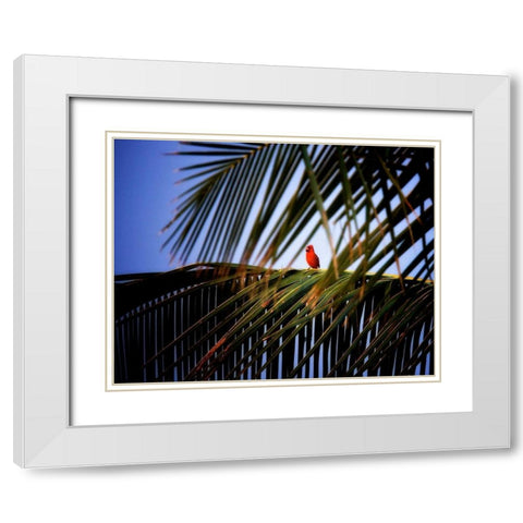 Cardinal White Modern Wood Framed Art Print with Double Matting by Frates, Dennis