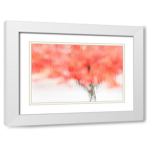 Coral Window White Modern Wood Framed Art Print with Double Matting by Frates, Dennis