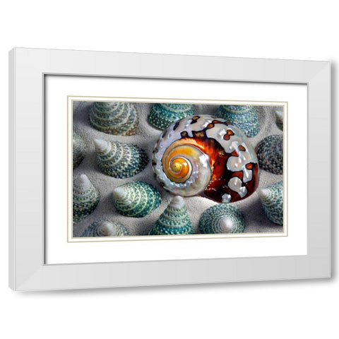 Shell Spiral White Modern Wood Framed Art Print with Double Matting by Frates, Dennis
