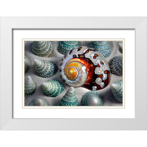 Shell Spiral White Modern Wood Framed Art Print with Double Matting by Frates, Dennis