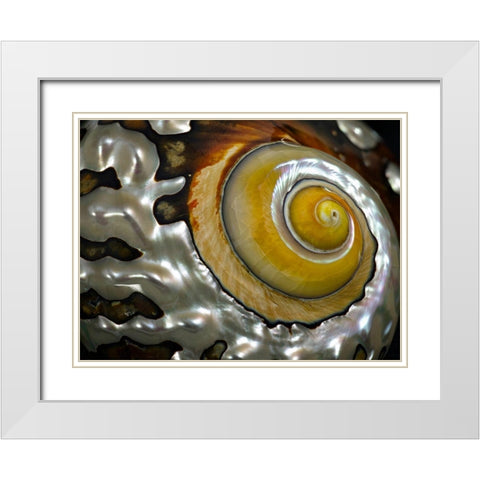 Shell Spiral II White Modern Wood Framed Art Print with Double Matting by Frates, Dennis