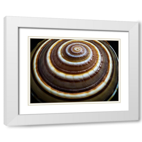 Shell Spiral III White Modern Wood Framed Art Print with Double Matting by Frates, Dennis