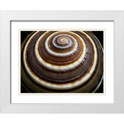 Shell Spiral III White Modern Wood Framed Art Print with Double Matting by Frates, Dennis