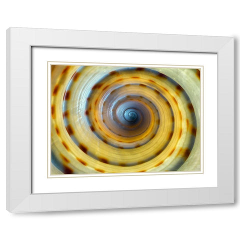 Shell Spiral IV White Modern Wood Framed Art Print with Double Matting by Frates, Dennis