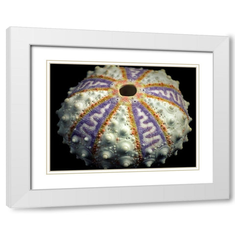 Zig Zag White Modern Wood Framed Art Print with Double Matting by Frates, Dennis