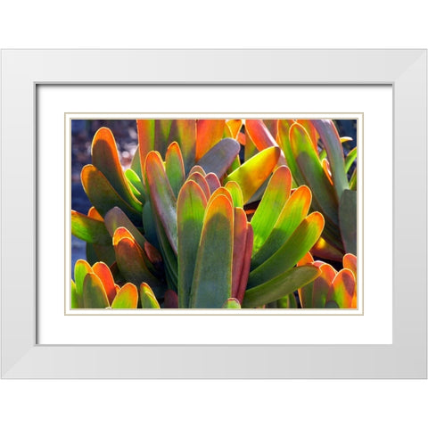 Succulents II White Modern Wood Framed Art Print with Double Matting by Frates, Dennis