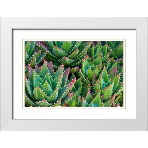 Succulents III White Modern Wood Framed Art Print with Double Matting by Frates, Dennis