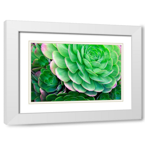 Succulents IV White Modern Wood Framed Art Print with Double Matting by Frates, Dennis