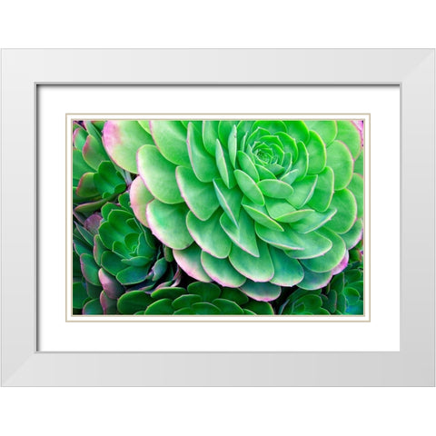 Succulents IV White Modern Wood Framed Art Print with Double Matting by Frates, Dennis