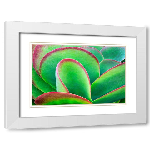 Succulent V White Modern Wood Framed Art Print with Double Matting by Frates, Dennis