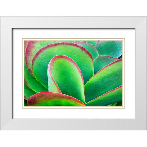 Succulent V White Modern Wood Framed Art Print with Double Matting by Frates, Dennis