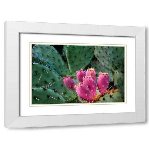 Pink Cactus White Modern Wood Framed Art Print with Double Matting by Frates, Dennis