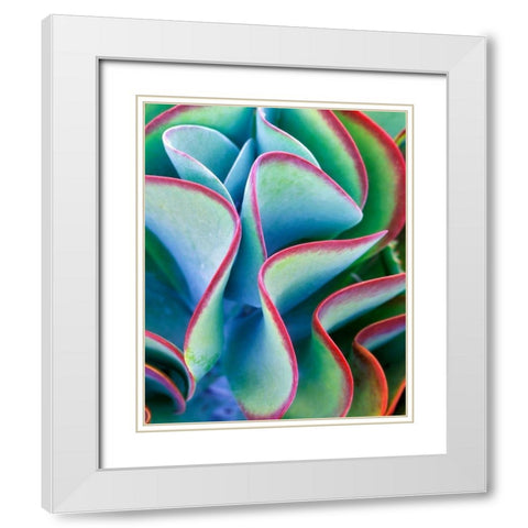 Succulent VII White Modern Wood Framed Art Print with Double Matting by Frates, Dennis