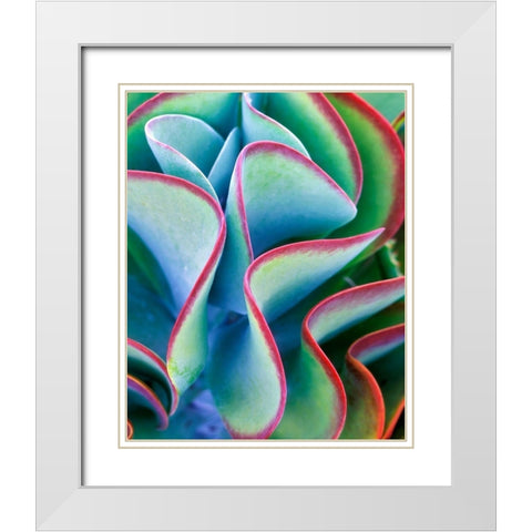 Succulent VII White Modern Wood Framed Art Print with Double Matting by Frates, Dennis