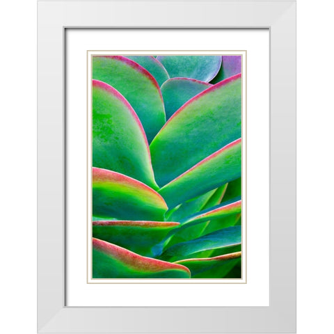 Succulent VIII White Modern Wood Framed Art Print with Double Matting by Frates, Dennis