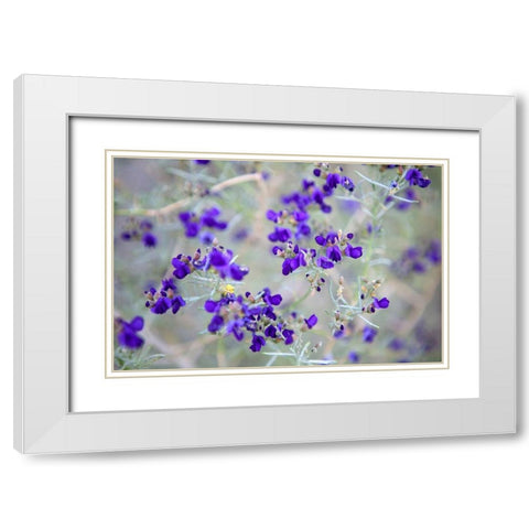 Purple Flowers White Modern Wood Framed Art Print with Double Matting by Frates, Dennis