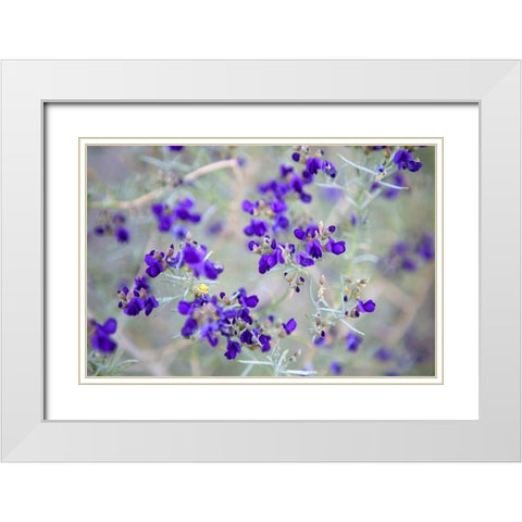 Purple Flowers White Modern Wood Framed Art Print with Double Matting by Frates, Dennis