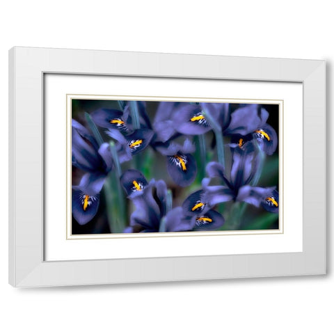 Irises White Modern Wood Framed Art Print with Double Matting by Frates, Dennis