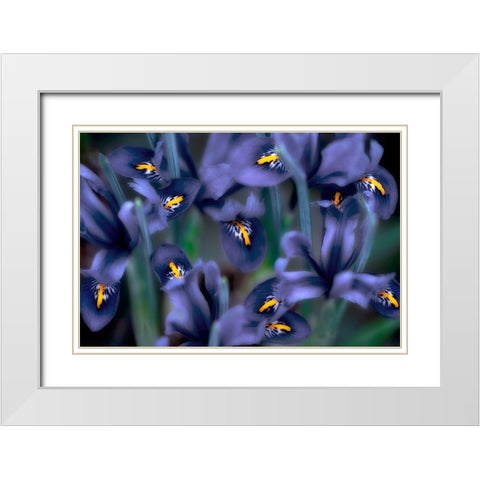 Irises White Modern Wood Framed Art Print with Double Matting by Frates, Dennis
