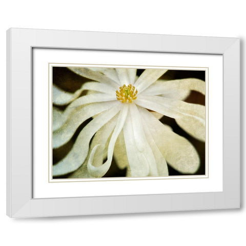 White Flower White Modern Wood Framed Art Print with Double Matting by Frates, Dennis