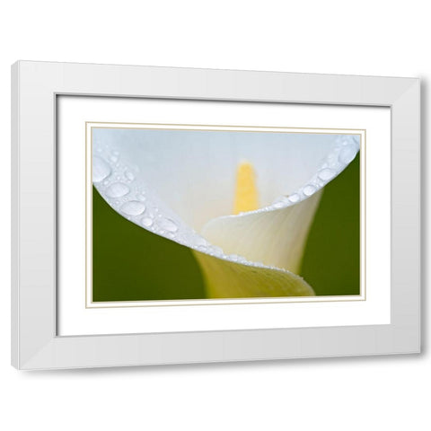 White Flower II White Modern Wood Framed Art Print with Double Matting by Frates, Dennis