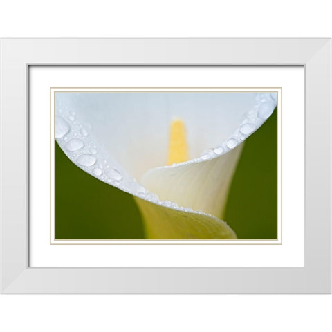 White Flower II White Modern Wood Framed Art Print with Double Matting by Frates, Dennis