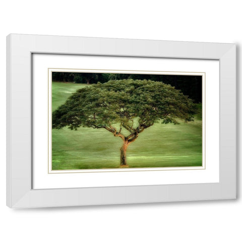 Single Tree White Modern Wood Framed Art Print with Double Matting by Frates, Dennis