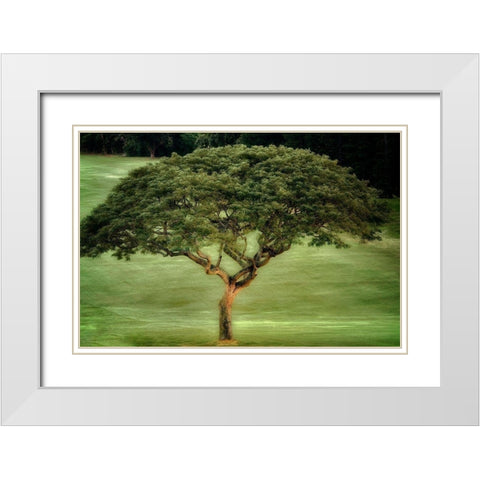 Single Tree White Modern Wood Framed Art Print with Double Matting by Frates, Dennis