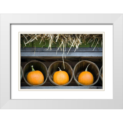 Pumpkins White Modern Wood Framed Art Print with Double Matting by Frates, Dennis