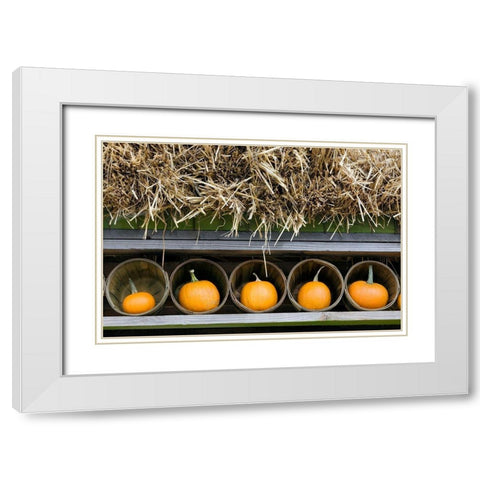 More Pumpkins White Modern Wood Framed Art Print with Double Matting by Frates, Dennis