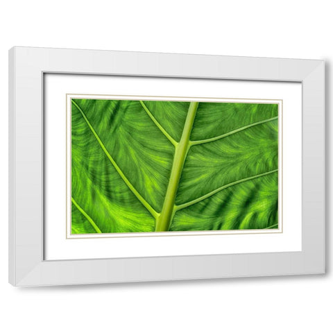 Leaf Details White Modern Wood Framed Art Print with Double Matting by Frates, Dennis