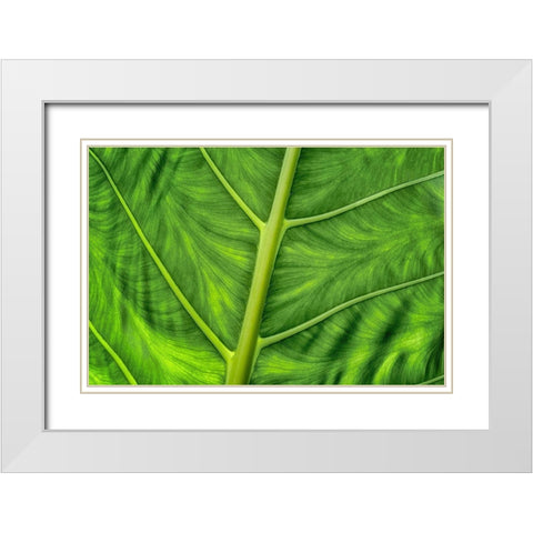 Leaf Details White Modern Wood Framed Art Print with Double Matting by Frates, Dennis