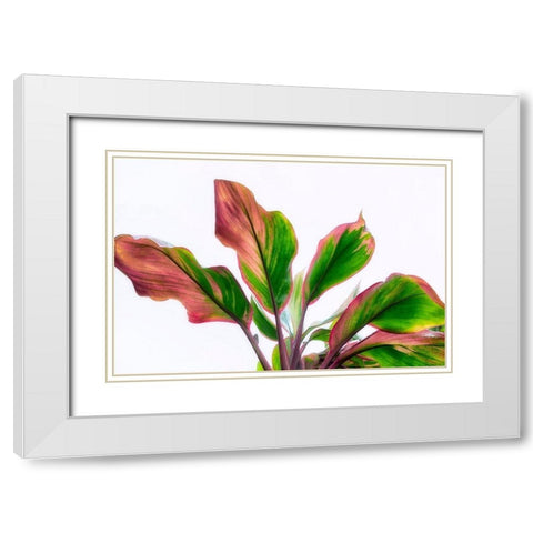 Botanical White Modern Wood Framed Art Print with Double Matting by Frates, Dennis