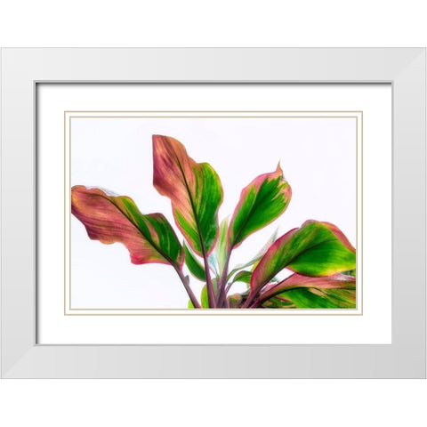Botanical White Modern Wood Framed Art Print with Double Matting by Frates, Dennis