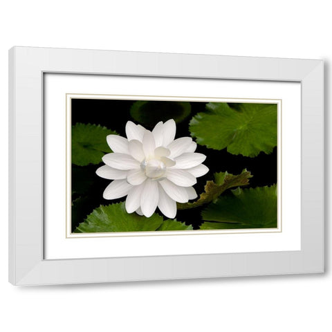White Flower White Modern Wood Framed Art Print with Double Matting by Frates, Dennis