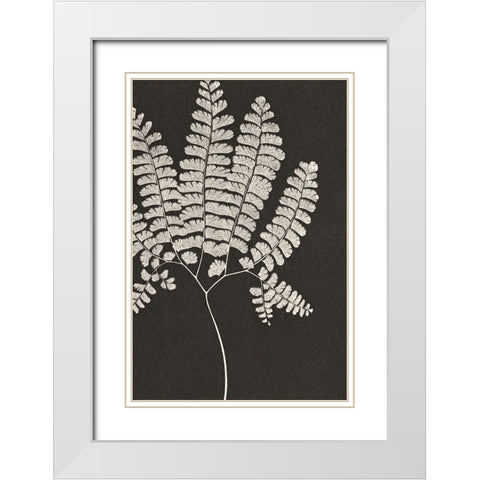 Vintage Ferns IV White Modern Wood Framed Art Print with Double Matting by JJ Design