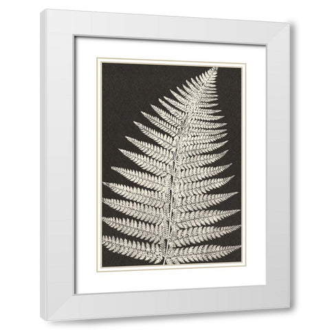 Vintage Ferns VII White Modern Wood Framed Art Print with Double Matting by JJ Design