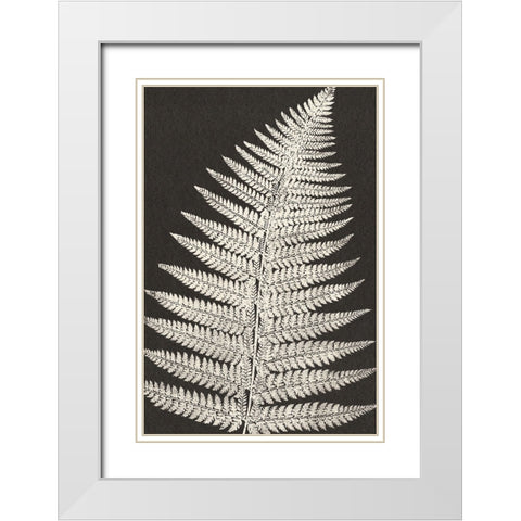 Vintage Ferns VII White Modern Wood Framed Art Print with Double Matting by JJ Design